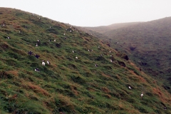 Vestmannaeyjar